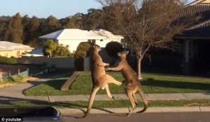 two kangaroos box