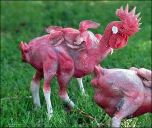 mutant-chicken-final-copy (1)