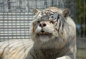 white-tiger-3