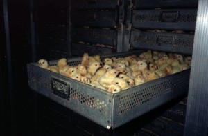 factory-chicks