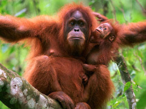 orangutan_with_baby