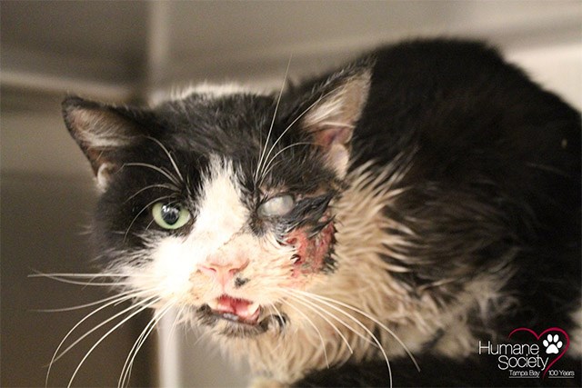 How This 'Zombie Cat' Survived Being Buried Alive Will ...