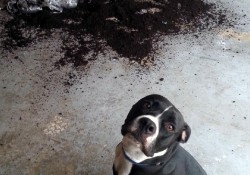 11 Innocent Dogs That Don't Know How This Mess Happened