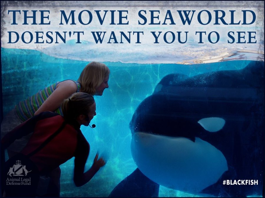 Watch Blackfish Online Blackfish Full Movie Online