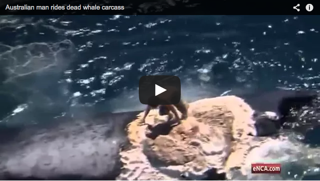 Australian Man Surfs On Dead Whale