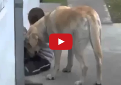 child with down's syndrome and his dog