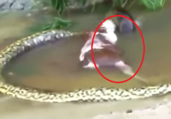 worlds largest snake eating animal