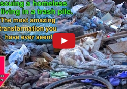 homeless dog living in trash