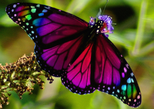 See Some Of The Most Beautiful Butterflies In the World