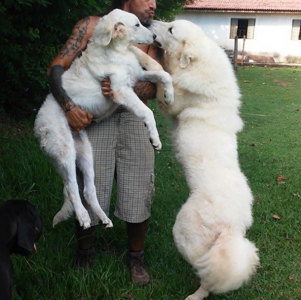 28 Big Dogs That Will Make You Want To Cuddle