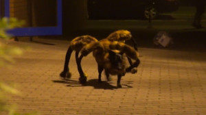 giant-spider-dog-3-650x364