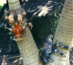 coconut crabs climbing tree