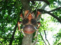 huuuuuuuge coconut crab