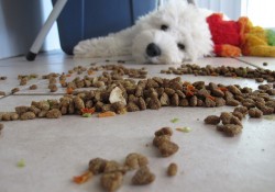 dog food