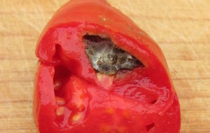 mold-in-tomato