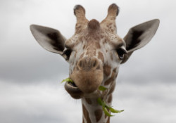 lady climbs into giraffe exhibit