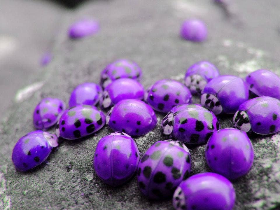 purple-ladybugs (1)