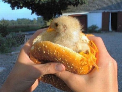raw-chicken-sandwich
