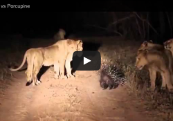 A Porcupine Versus 17 Lions