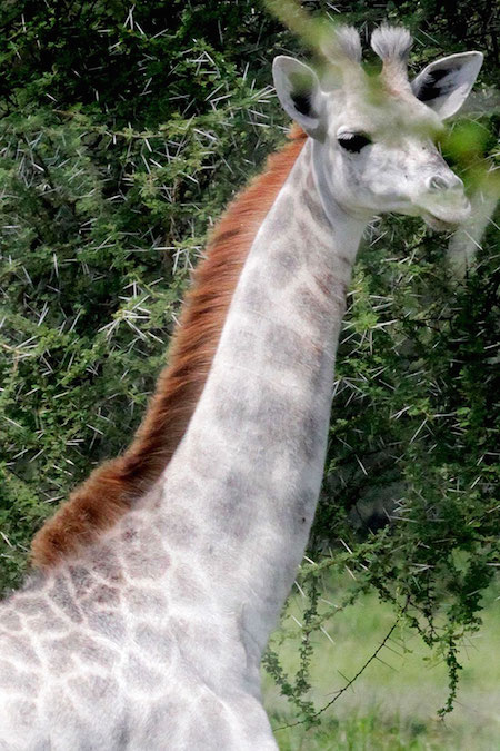 white-giraffe-leucism-albino-rare-animals-omo-tanzania-9