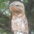 Prehistoric Owl Successfully Cloned In Brazil – Plucks Out Scientists ...