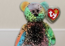 Spider Eggs Used To Fill Beanie Babies Are Finally Hatching