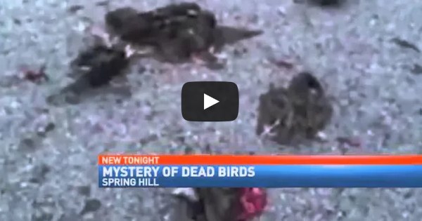 [VIDEO] Dozens Of Birds Fall From The Sky, Dead And Split In Half ...