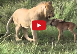 lion saves baby calf