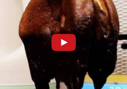 McDonald's cheeseburger inside your stomach