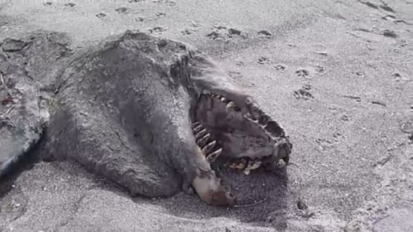 Mysterious Monster Sea Creatures Wash Ashore