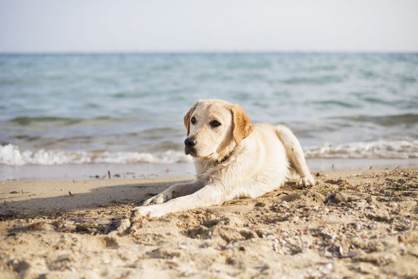 Dog Island - Where Dogs Roam Free Forever, Saved from Euthanasia