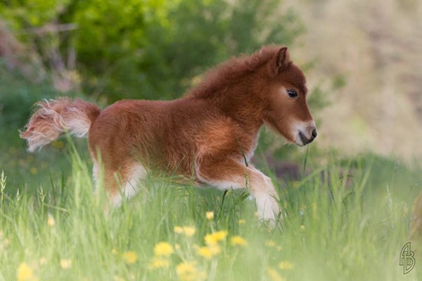 15 Photos Of Mini-Horses That Are SO CUTE They Will Make You Want To ...