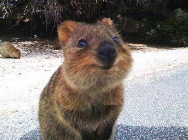 quokka - DailyBuzzLive.com