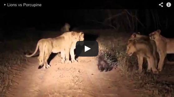 A Porcupine Versus 17 Lions