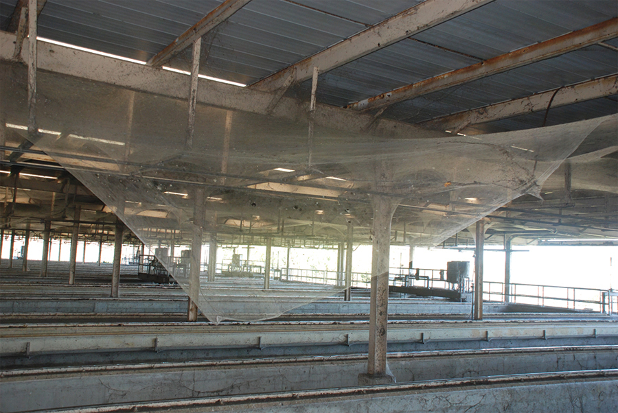 Largest SpiderWeb Ever Discovered Spans FourAcres