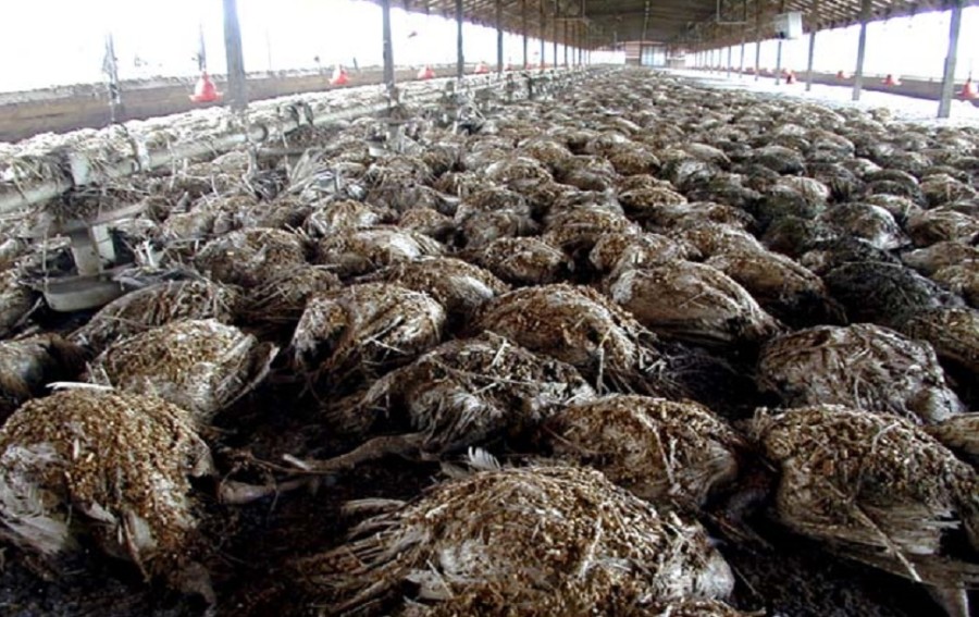 Texas Turkey Farm Contaminated With Ebola, Over 250,000 Holiday Turkeys